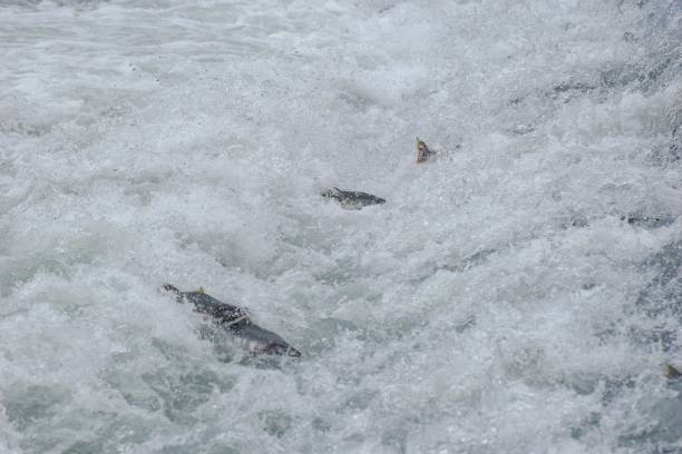 istock Spawning Salmon Swimming upstream 1422101358