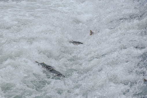 Salmon make their way upstream. They are on a mission.  They are driven to reach the end of their journey. The fish want to get to the place of their birth. This is the end of their journey, the final stage in the life cycle of a salmon.  The fish have reached a roadblock and only the strongest will survive.