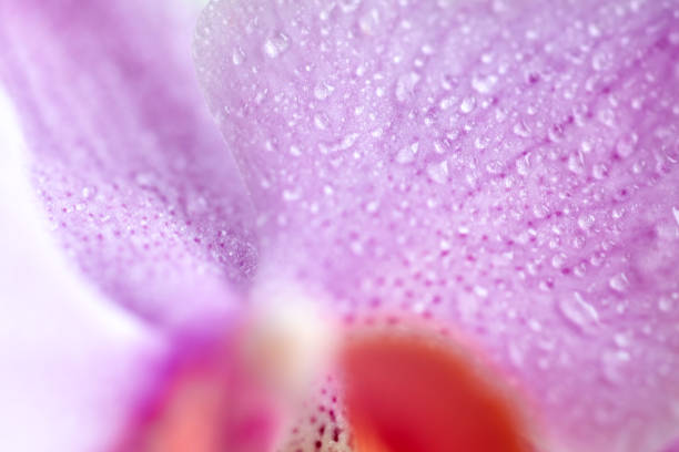 istock Orchid flower in water drops, macro photo. 1422105528