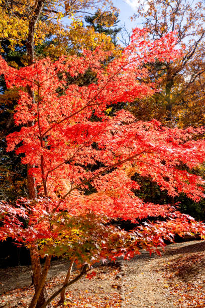 istock Autumn maple leaves, Japanese nature scene 1422106925