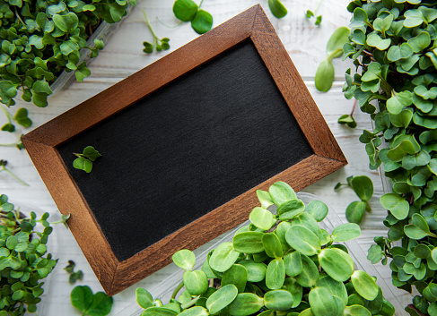 Chalk blackboard with micro greens with space for text. Healthy food.