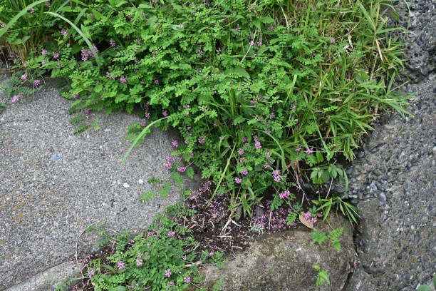 istock Indigofera pseudo-tinctoria flowers. 1422112200