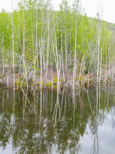 Alaskan birch trees around and reflected in calm pond water in Yukon Territory.