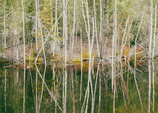 Alaskan birch trees around and reflected in calm pond water in Yukon Territory.
