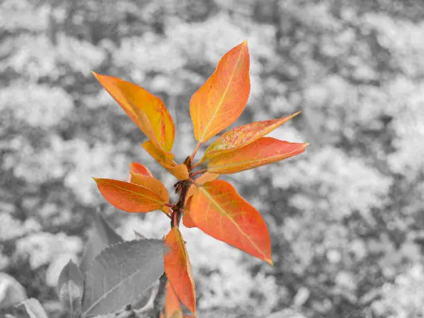 Group of leaves on stem in bright autumn colours against monochrome background