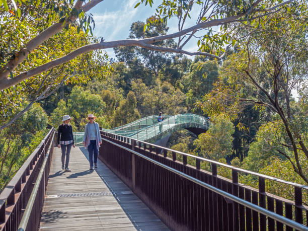 Bridge in Kings Park, Perth Perth, Australia - September 9, 2022: Two unidentified women walking among the eucalypt treetops on the 52-metre glass-and-steel elevated bridge on the Lotterywest Federation Walkway in Kings Park in Perth, Western Australia. kings park stock pictures, royalty-free photos & images