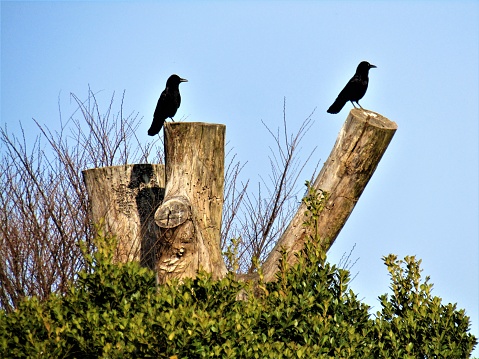 Japan. March. Early morning. Two crows. Composition.