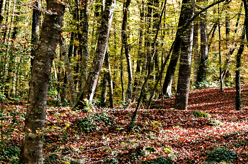 Autumn landscape of the Fageda d'en Jorda Nature Reserve (Jordà Beech Forest) in La Garrotxa, Girona