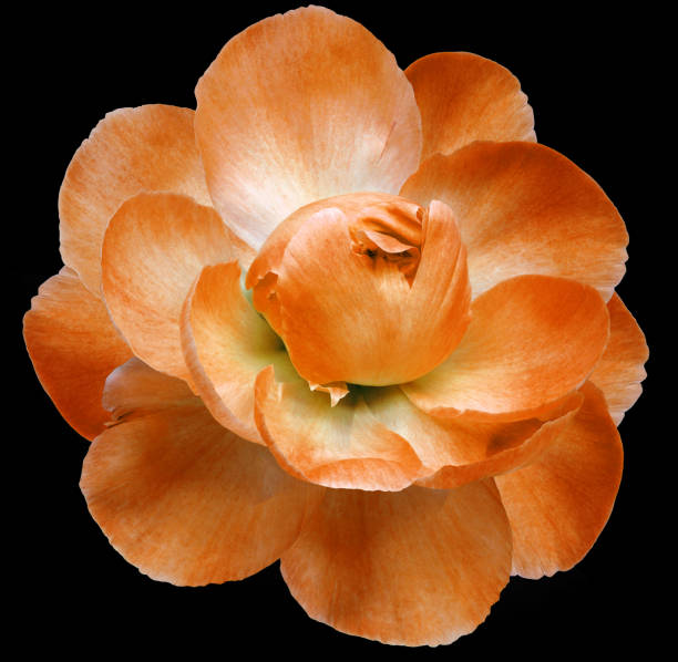 istock Orange     peony isolated on  black background with clipping path. Closeup. For design. Nature. 1422118434