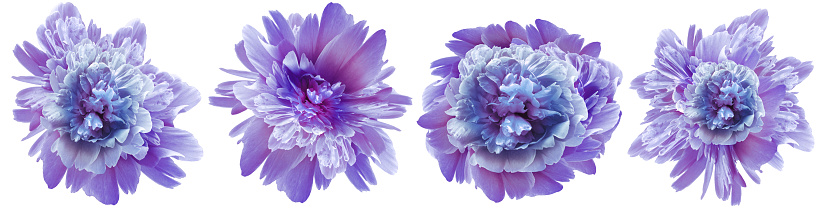 Set purple peonies  flower on a white  isolated background with clipping path.  For design.  Closeup.  Nature.