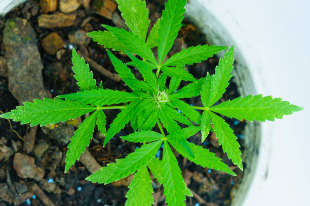 istock flowering cannabis plant 1422119850