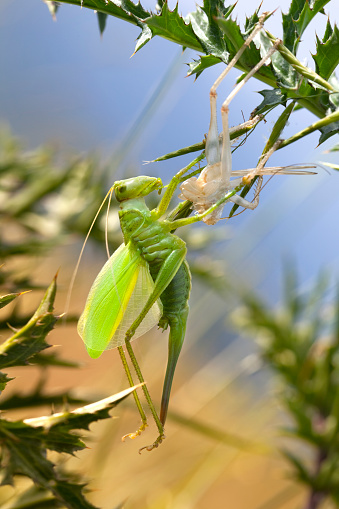 Grasshopper shed skin.