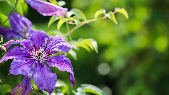 Clematis purple bush in the garden