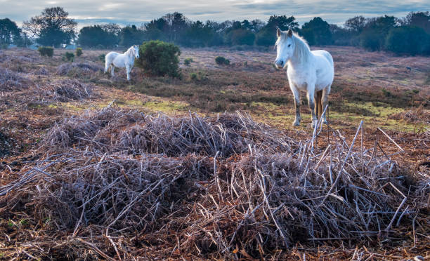istock Wild Horses New Forest Hampshire 1422122020