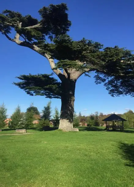 Cedar of Lebanon Tree, Lawn Area, Gazebo, Clear Blue Sky