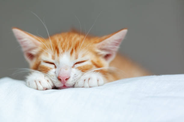 istock Cute ginger kitten sleeping on a white blanket. Adorable littlestriped red kitty. Concept of relax domestic pets. 1422123848