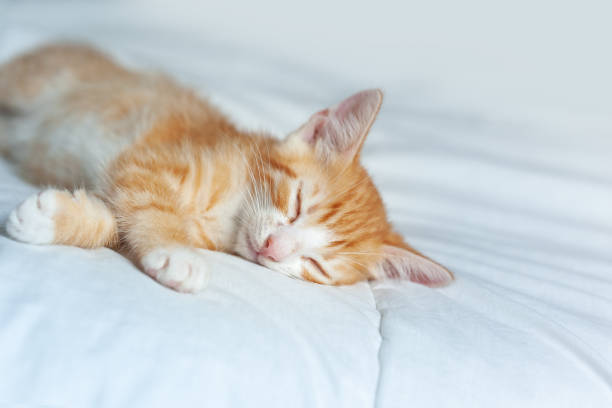 istock Cute ginger kitten sleeping on a white blanket. Adorable littlestriped red kitty. Concept of relax domestic pets. 1422123854
