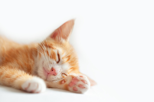 Cute ginger kitten sleeping on a white blanket. Adorable littlestriped red kitty. Concept of rest domestic pets.