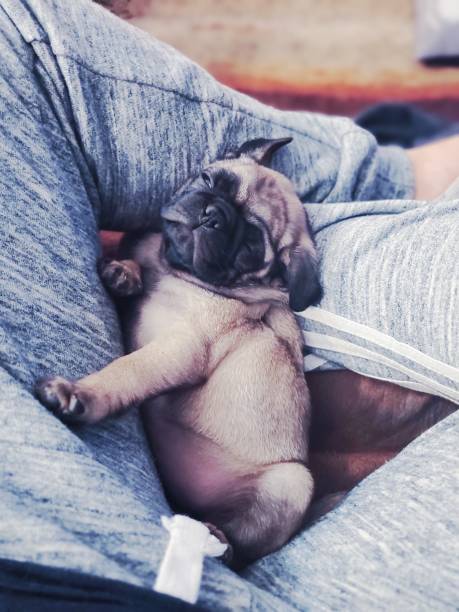 istock Tilly the crazy sleepy Pug 1422123932