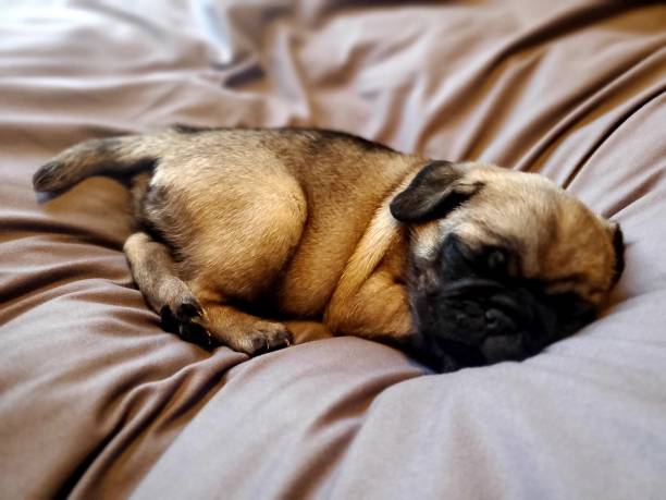 istock Tilly the crazy sleepy Pug 1422123966