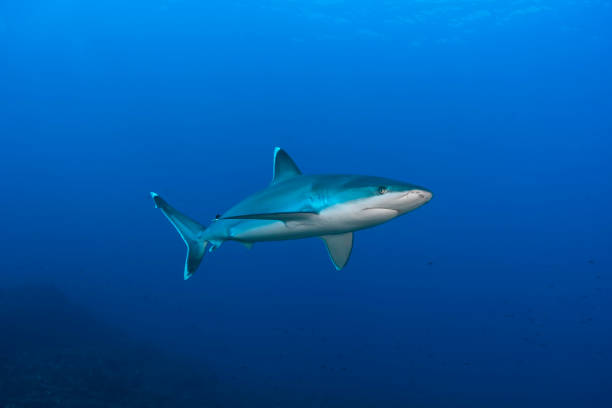Silvertip shark in the blue Silver tip shark (Carcharhinus albimarginatus) swimming in the blue revillagigedos islands stock pictures, royalty-free photos & images