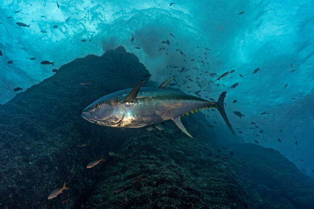 Yelowfin tuna (Thunnus albacarens) underwater Yelowfin tuna (Thunnus albacarens) swimming close to an underwater mountain at Roca Partida revillagigedos islands photos stock pictures, royalty-free photos & images