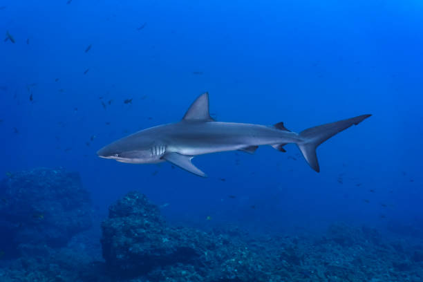 istock Galapagos shark in the blue 1422127339