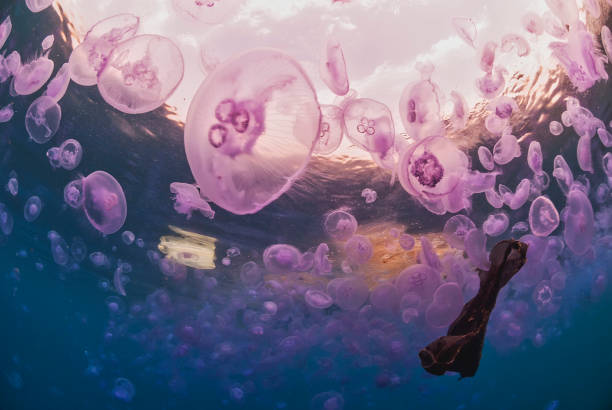 istock jellyfish in a contaminated sea 1422127341