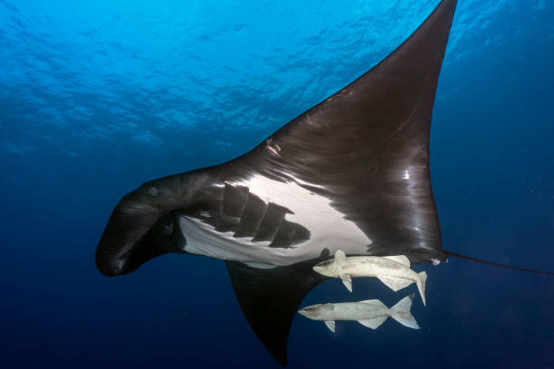 Oceanic manta swimming Oceanic manta (mobula birostris) Swimming in the blue with two oceanic remoras biodiversity photos stock pictures, royalty-free photos & images