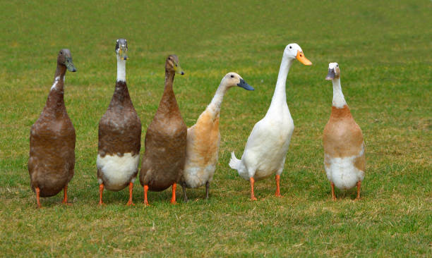 istock Six Runner Ducks standing in a row isolated on grass 1422128279