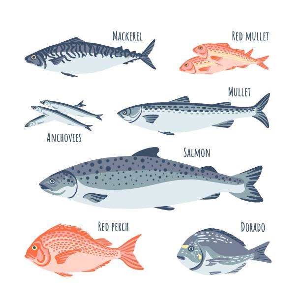 zestaw rybny płaski łosoś, dorado, barwena, anchois, barwena, czerwony okoń, makrela. ilustracja wektorowa - rockfish stock illustrations