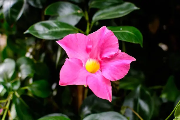 One delicate vivid prink flowers of Mandevilla plant, commonly known as rocktrumpet, in a pot in direct sun light in a sunny summer day, beautiful outdoor floral background