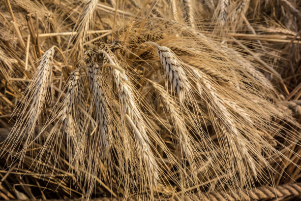 istock Empty nest from branches and dry leaves closeup 1422131892