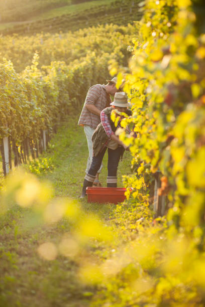 istock Harvesting grapes on an autumn evening 1422133372