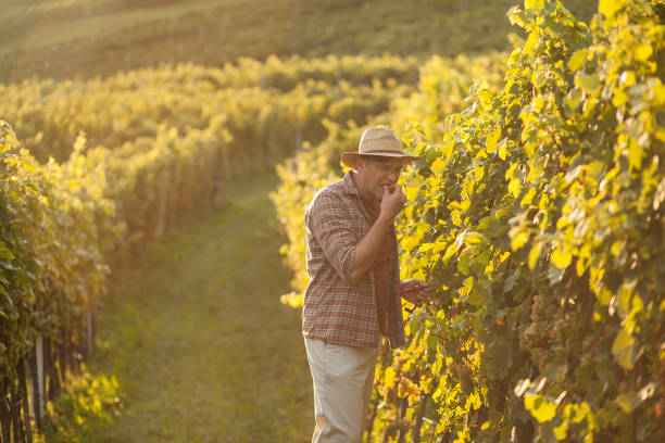 istock Harvesting grapes on an autumn evening 1422133421