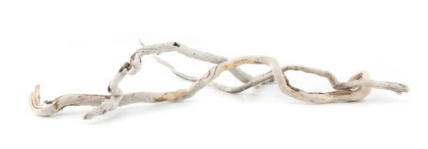 istock Sea driftwood branches isolated on white background. 1422135984