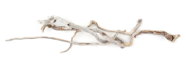istock Sea driftwood branches isolated on white background. 1422135996