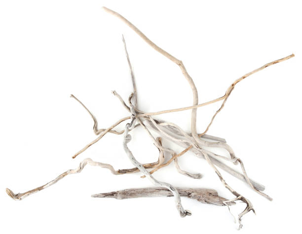 istock Sea driftwood branches isolated on white background. 1422136081