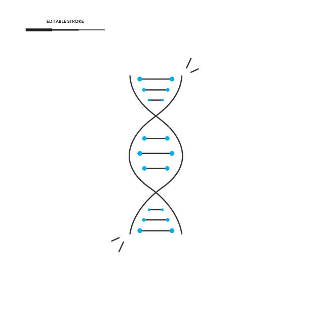 dna 아이콘 벡터 디자인. - thymine stock illustrations