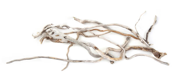 istock Sea driftwood branches isolated on white background. 1422136111