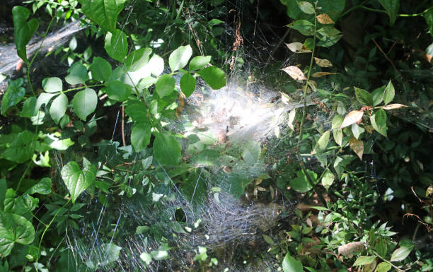 istock large white cobweb woven among the branches in the undergrowth 1422138461