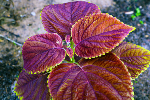 istock Plant texture structure leaves nature. Coleus blumei. 1422138776