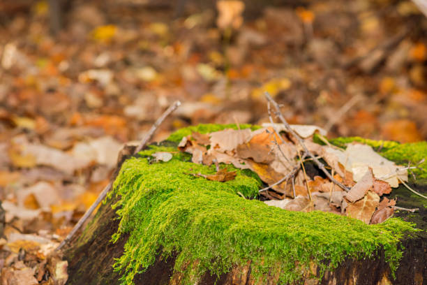 Autumn concept. Close-up of tree and autumn leaves. Autumn in the public park. Fall tree with fallen foliage