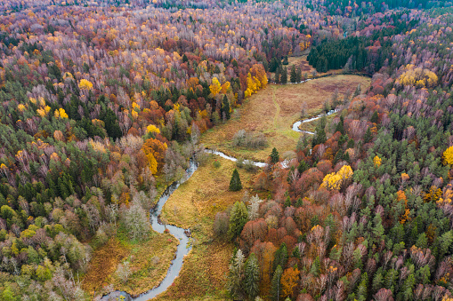 Colorful autumn forest and winding river Krasnaya. Aerial drone shot, taken in Romincka Forest (Rominter Heide) natural reserve in Kaliningrad region.