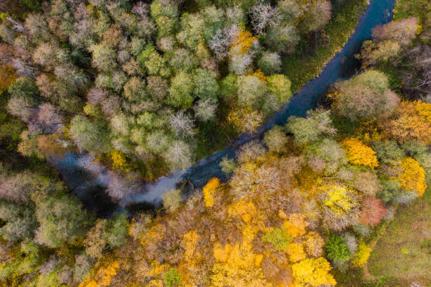 istock The Krasnaya river surrounded by Autumn forest, view from above. 1422143855
