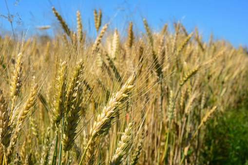 Ukrainian wheat. Close up on wheat field. Wheat field harvest. ukrainian wheat crisis concept.