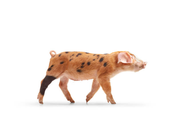 Studio shot of a small pig with black spots walking isolated on white background