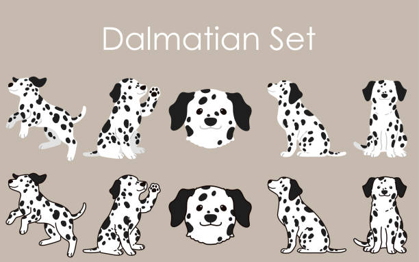 Cute and simple Dalmatian Dog illustrations set Cute and simple Dalmatian Dog illustrations set dalmatian stock illustrations