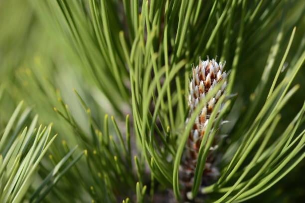 istock Bosnian pine Compact Gem known with young shoots 1422146007