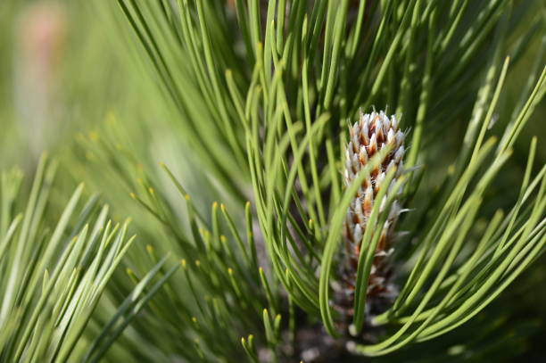istock Bosnian pine Compact Gem known with young shoots 1422146025